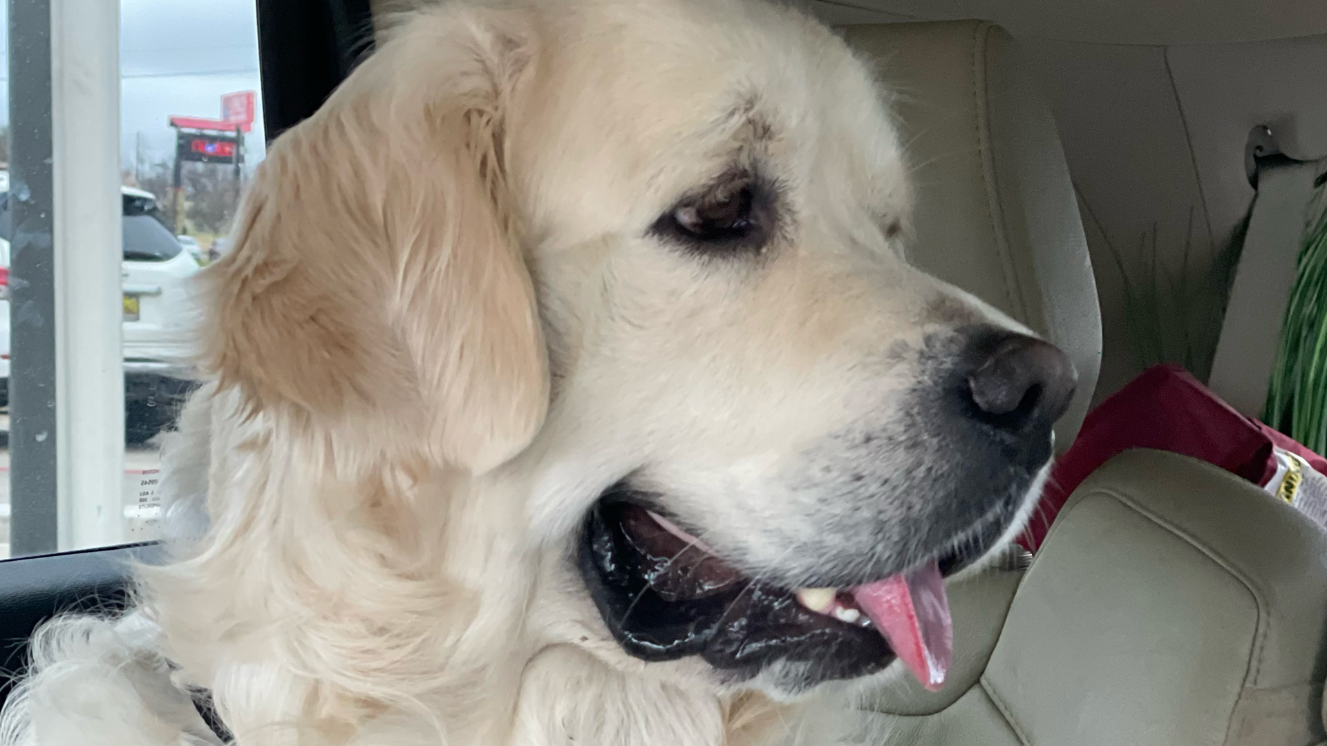 English Cream Golden Retriever Blizzard