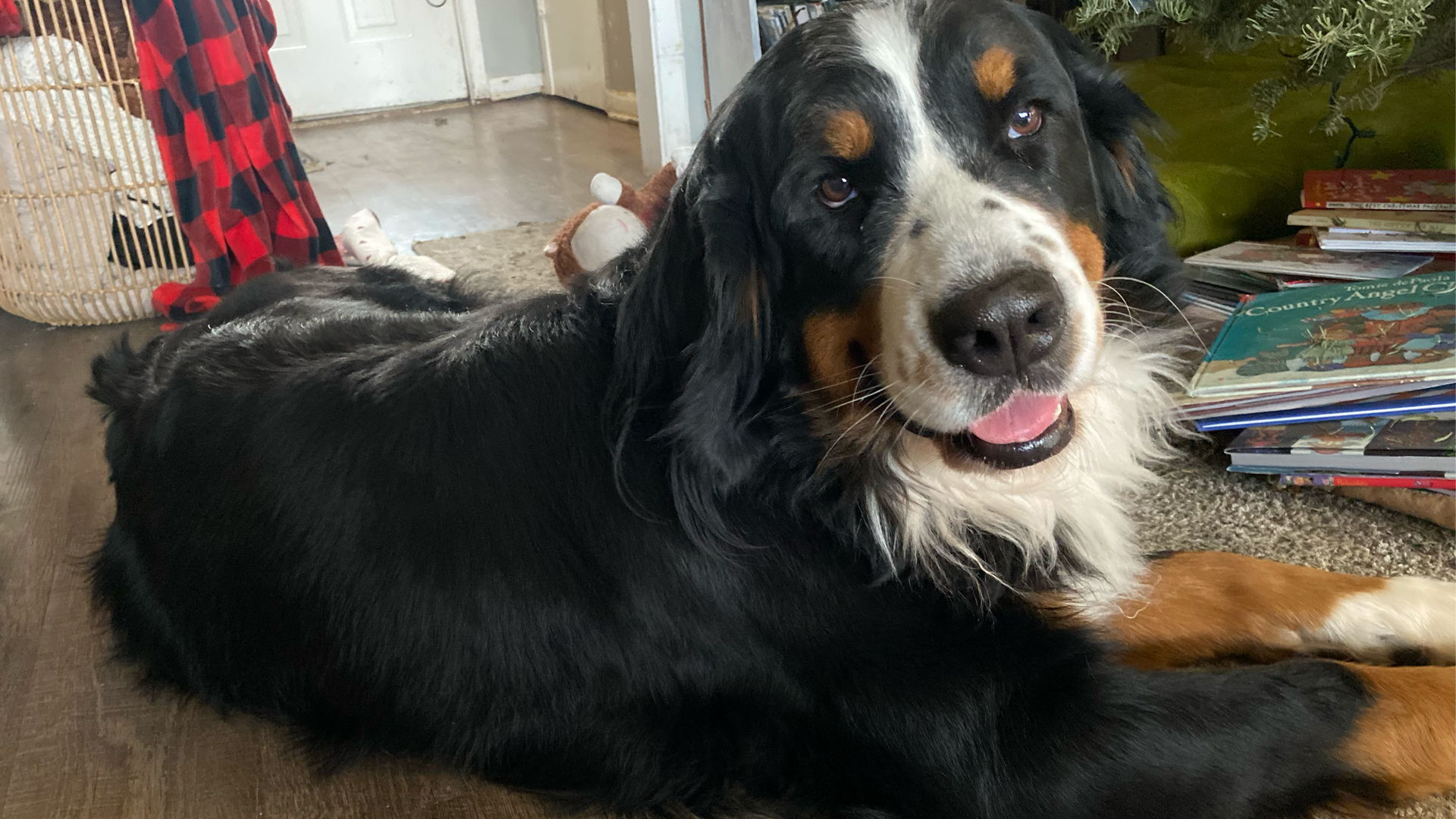 Bernese Mountain Dog Honey Bear