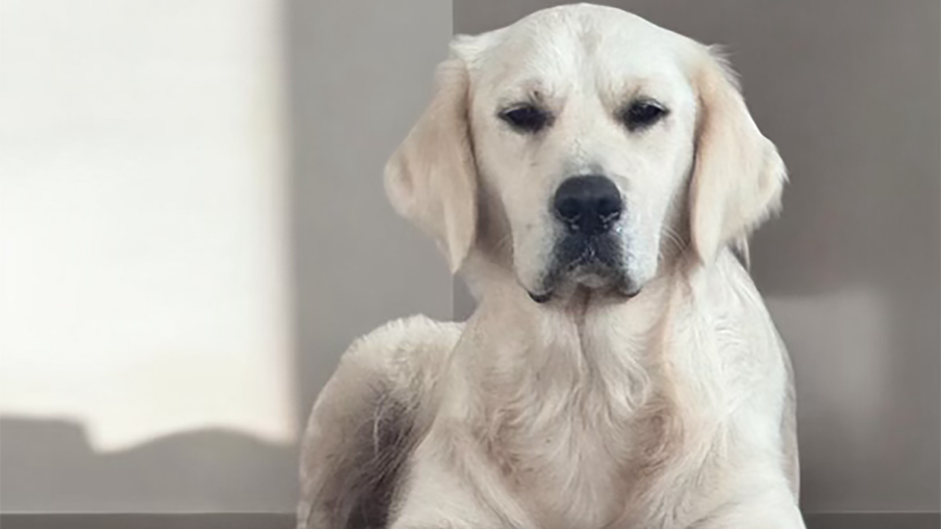 English Cream Golden Retriever Lady