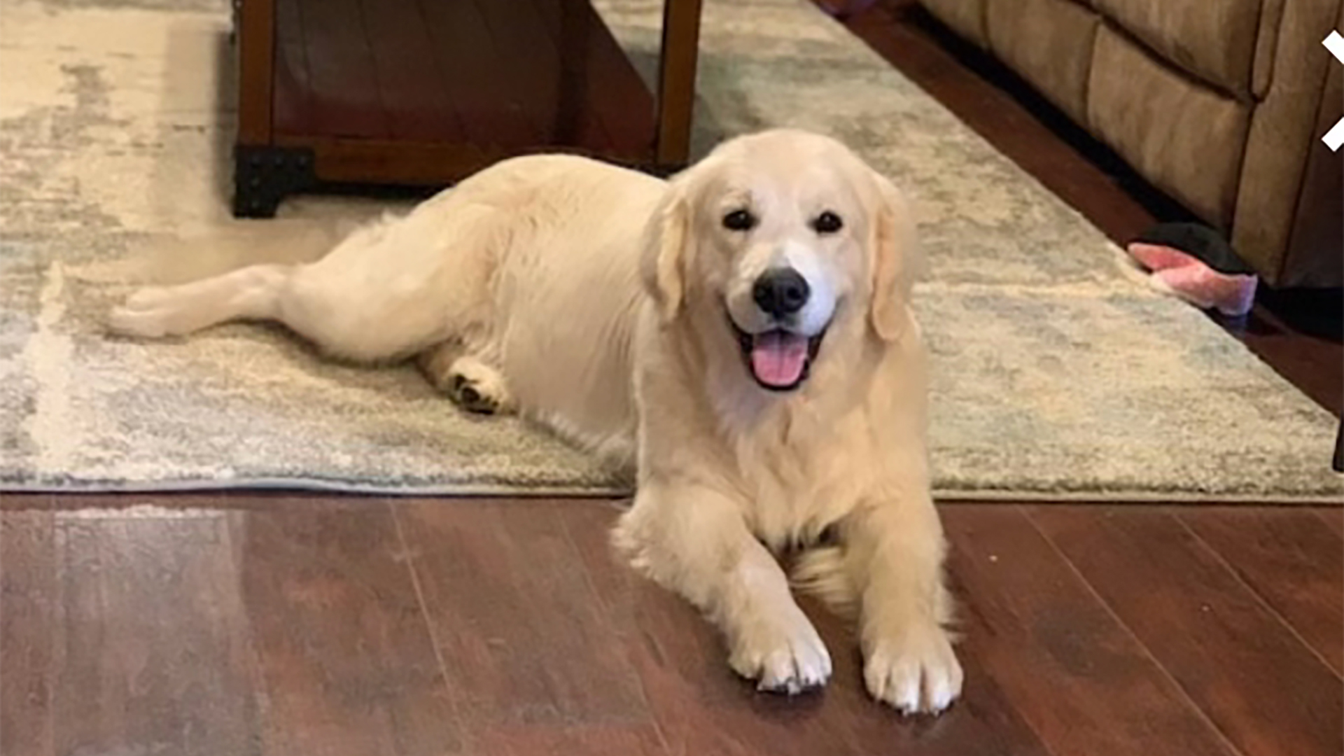 English Cream Golden Retriever Larry