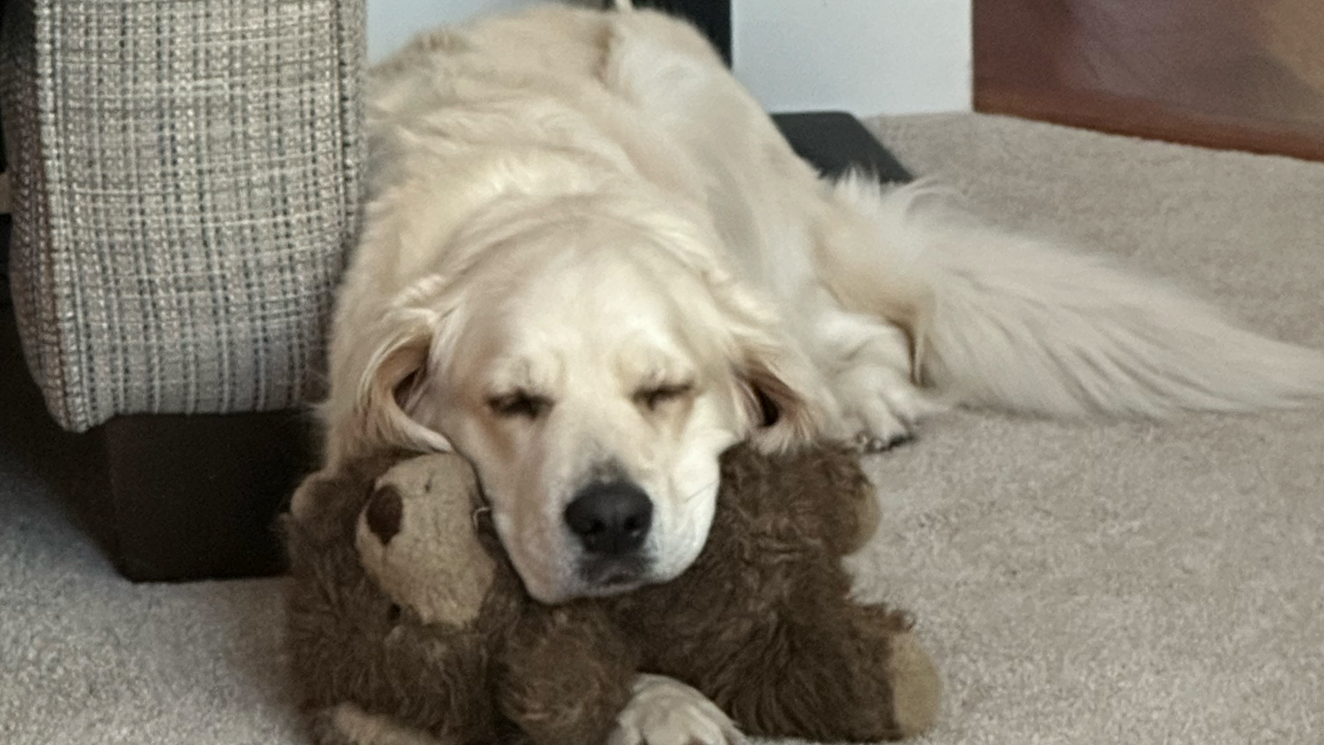 English Cream Golden Retriever Lucy