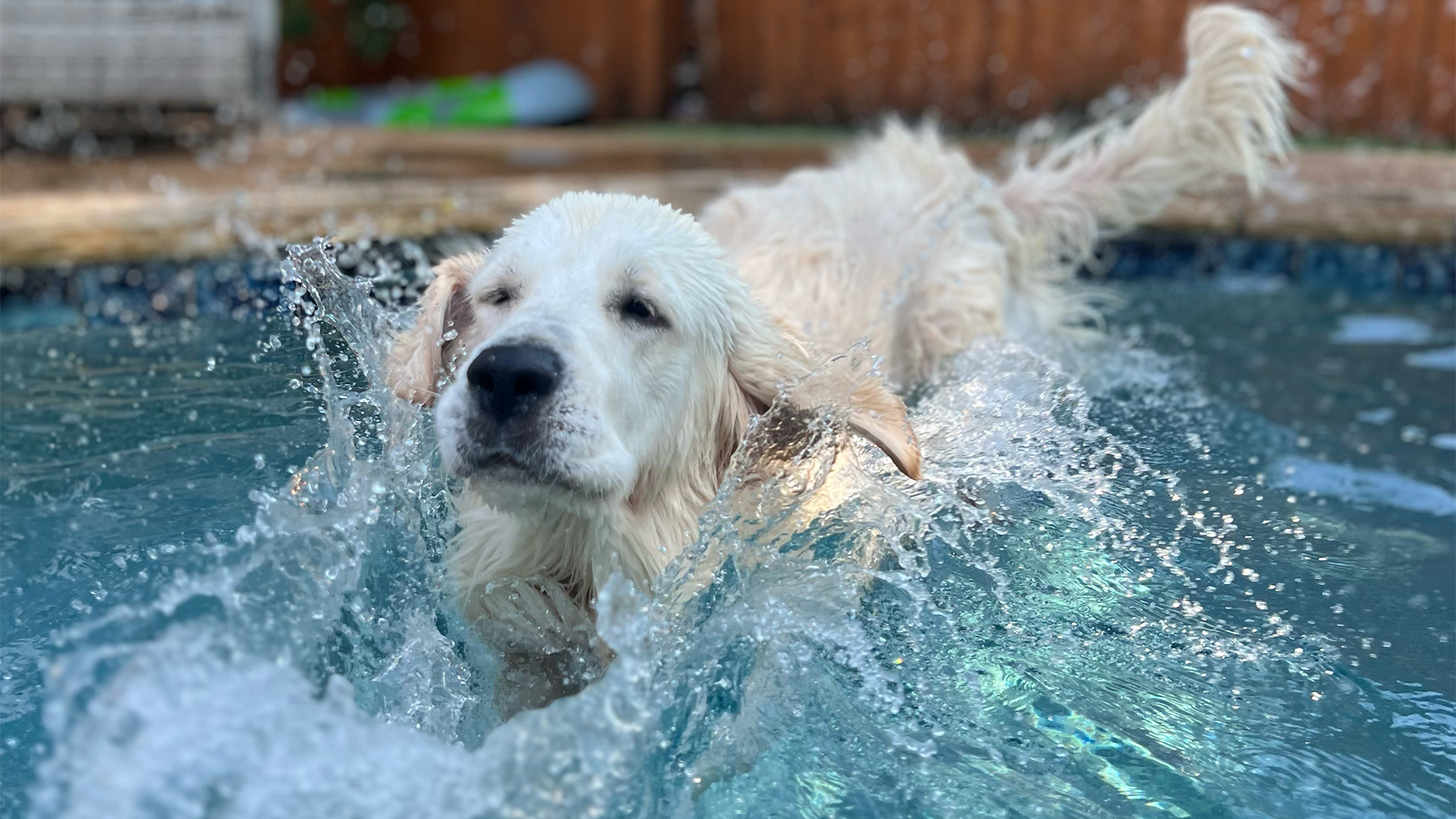 English Cream Golden Retriever Winston
