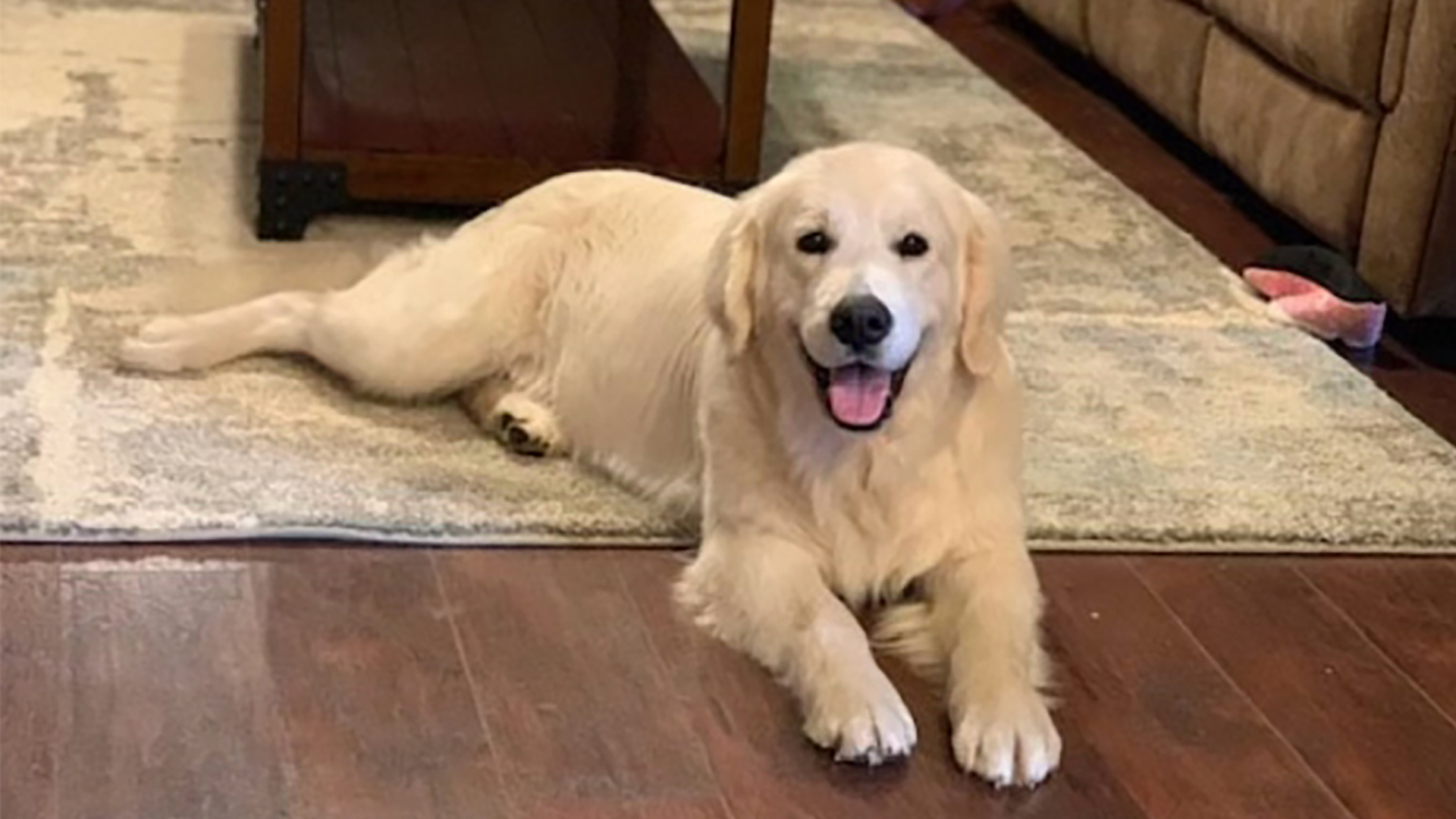 English Cream Golden Retriever Larry