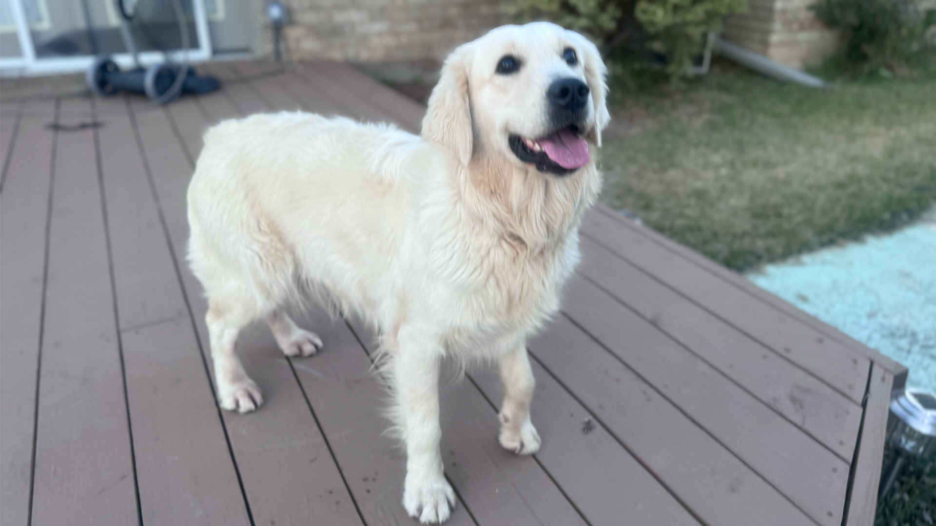 English Cream Golden Retriever PollyAnna