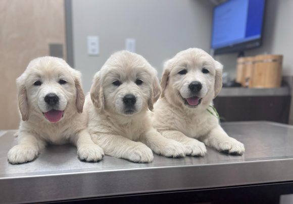 Three puppies visiting the vet for a checkup.